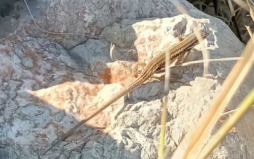 Western Snake-eyed Lizard