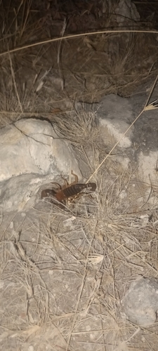 Robust Burrowing Scorpion