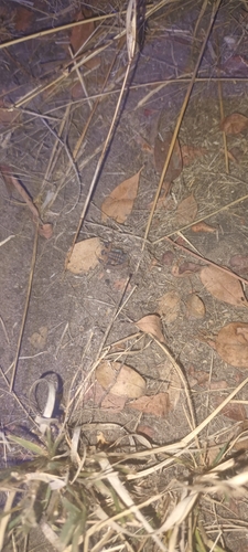 Orange Lesser-Thicktail Scorpion
