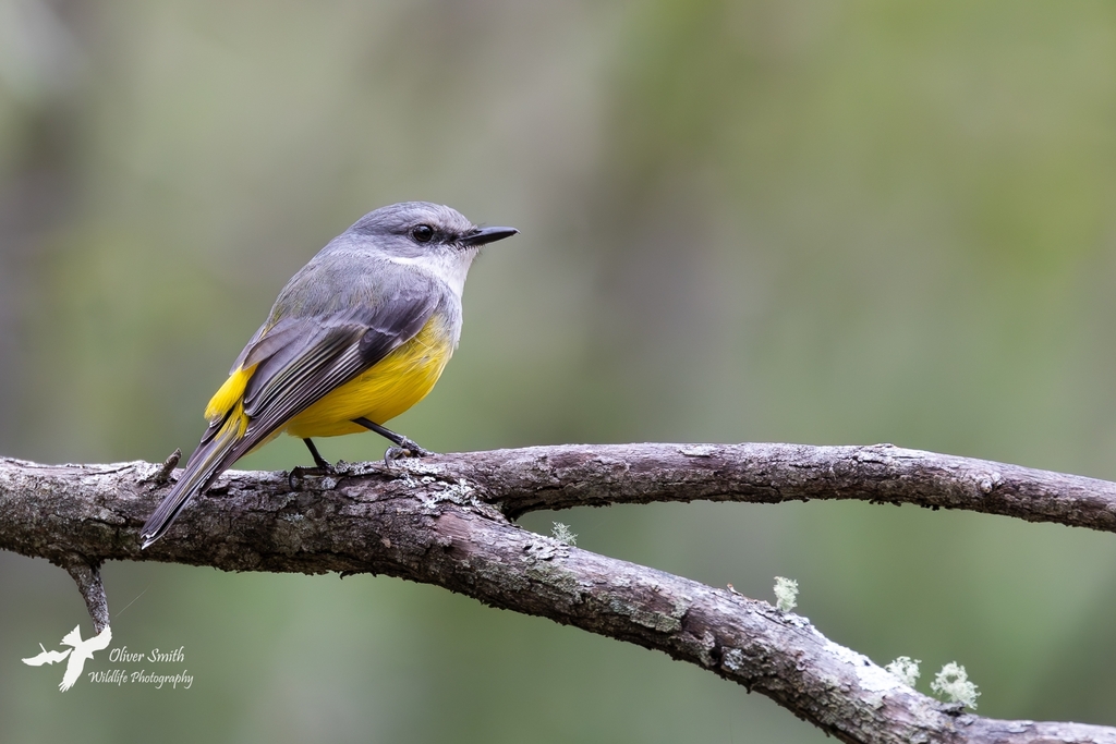 Western Yellow Robin photo