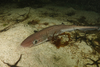Blackmouth Catshark - Photo (c) mr_mommsen, all rights reserved