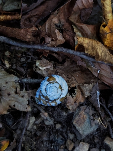 Caucasotachea leucoranea