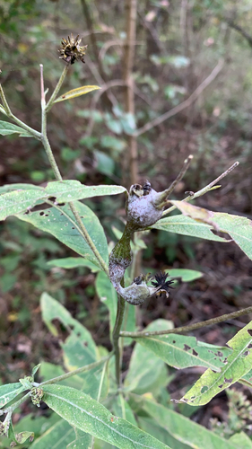 Unknown species found near Hamilton County, US-OH, US
