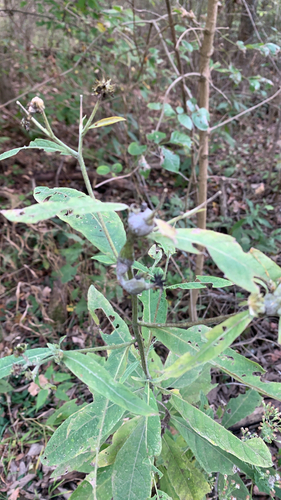 Unknown species found near Hamilton County, US-OH, US