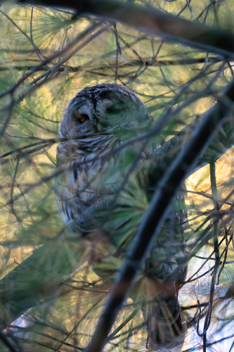View observation of {o.common_name} on iNaturalist
