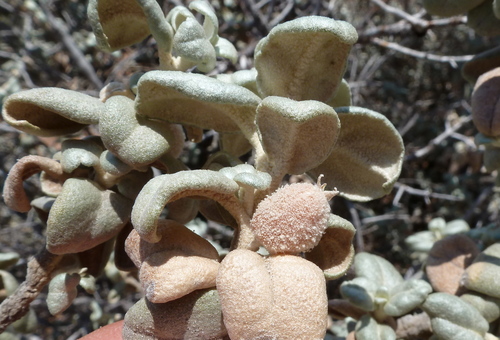 Roundleaf buffaloberry