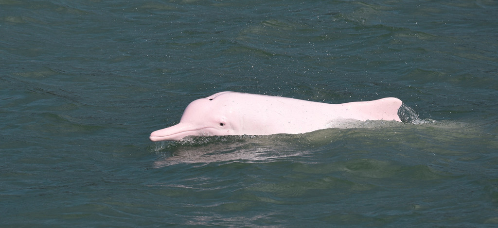 Indo-pacific Humpback Dolphin In October 2015 By Wk Cheng · Inaturalist