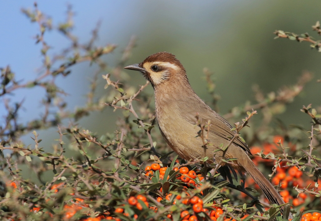 White-browed Laughingthrush photo
