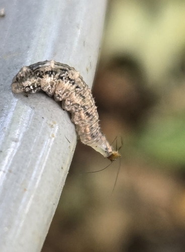 Unknown species found near Northside, Cincinnati, OH, USA