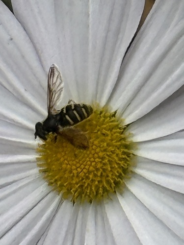 Unknown species found near Crescent Rd, Glastonbury, CT, US