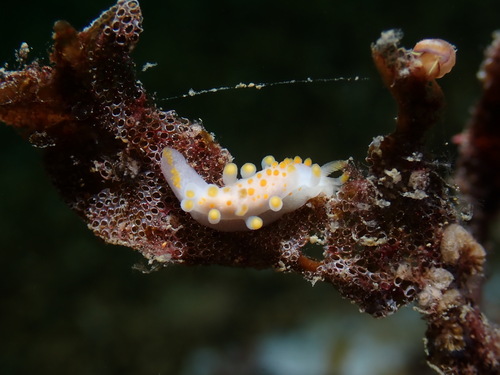 Limacia clavigera