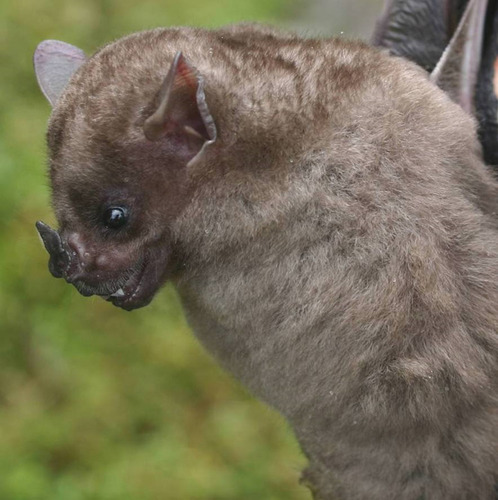 Aratathomas's Yellow-shouldered Bat (Sturnira aratathomasi) — Least Concern Mammalia