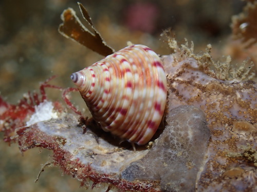 Calliostoma zizyphinum
