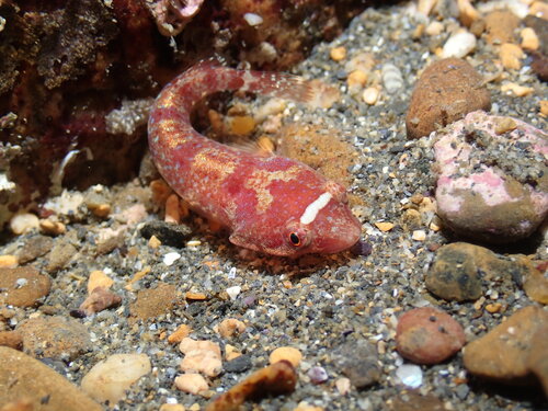 Diplecogaster bimaculata