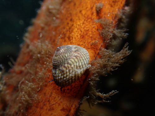 Steromphala cineraria
