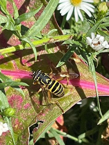 Unknown species found near S Edgewater Ave, Springfield, MO, US