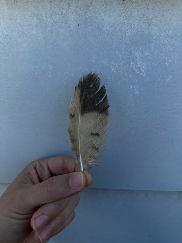 View observation of {o.common_name} on iNaturalist