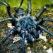Arañas Segmentadas - Photo (c) Roy Kittrell, todos los derechos reservados, subido por Roy Kittrell