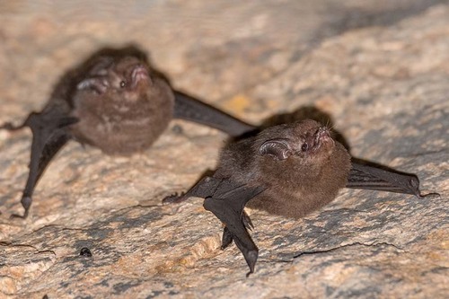 Peters' sheath-tailed bat
