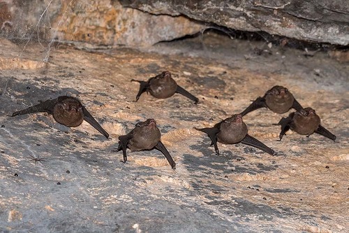 Peters' sheath-tailed bat