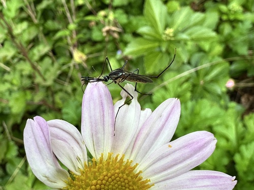 Unknown species found near Crescent Rd, Glastonbury, CT, US