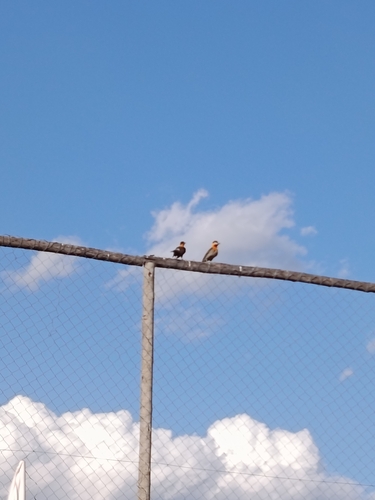 Campo Flicker