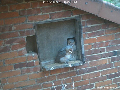 View observation of {o.common_name} on iNaturalist