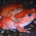 Tomato Frogs - Photo (c) Franco Andreone, all rights reserved, uploaded by Franco Andreone