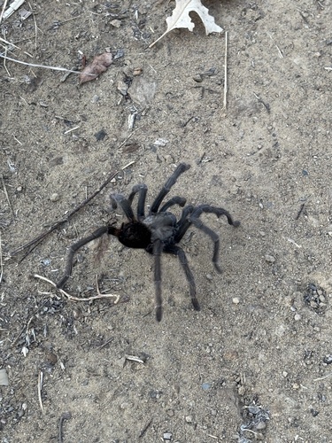 iNaturalist observation photo of Aphonopelma