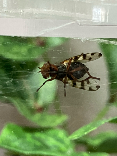 Unknown species found near Nautical Dr, Columbus, OH, US