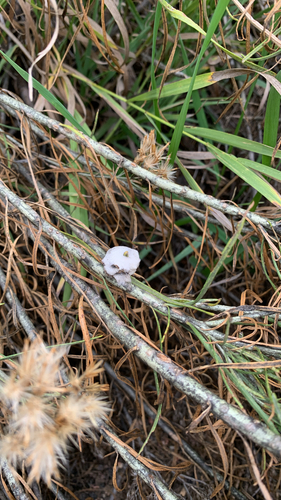 Unknown species found near Martin Luther King Jr Blvd, Denver, CO, US