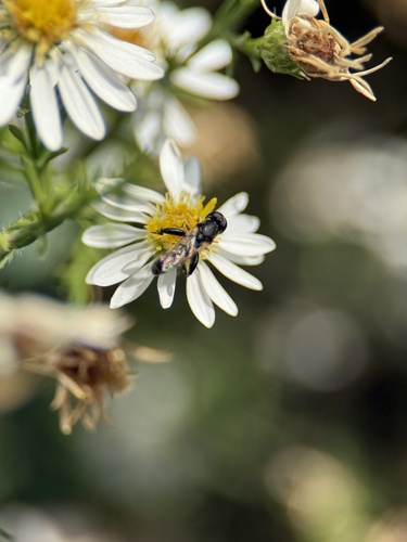 Unknown species found near Hennepin County, US-MN, US