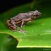 Api Dwarf Toad - Photo (c) Chien Lee, all rights reserved, uploaded by Chien Lee