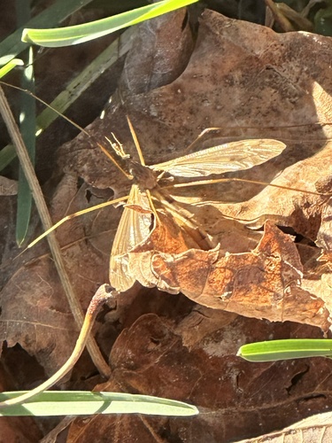 Unknown species found near Dawley Rd, Mount Holly, VT, US