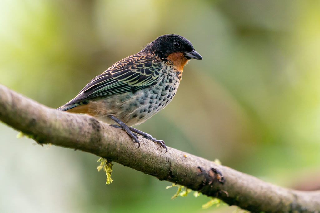 Rufous-throated Tanager photo
