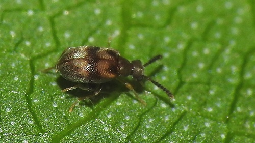 Aderus laticeps · iNaturalist