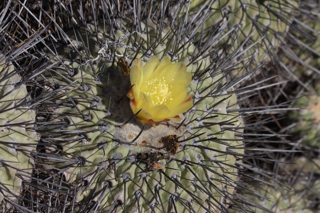 Copiapoa