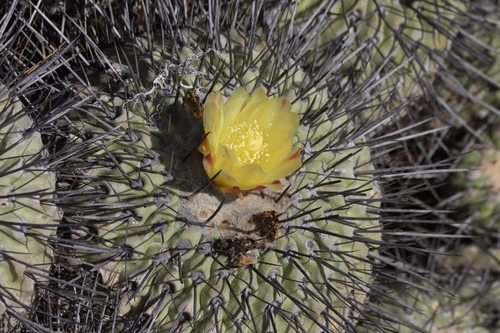 Copiapoa