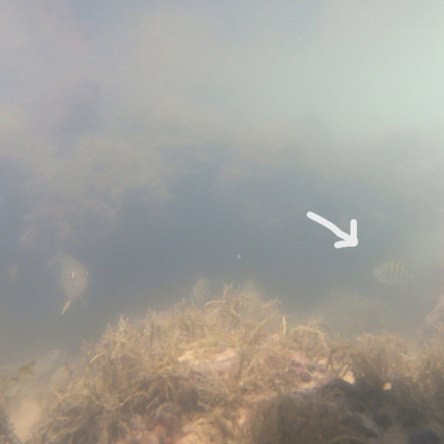 Abudefduf saxatilis