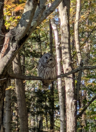View observation of {o.common_name} on iNaturalist