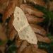Scopula pulchellata agg - Photo 由 Roger C. Kendrick 所上傳的 (c) Roger C. Kendrick，保留所有權利