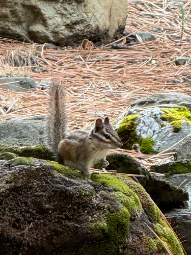 Long-eared Chipmunk observed by protecthabitat
