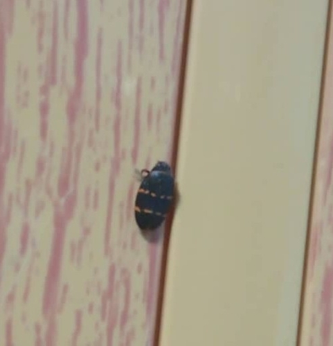 Two-lined Spittlebug