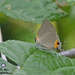 Pratapa icetoides - Photo (c) Stijn De Win, todos los derechos reservados, subido por Stijn De Win