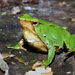 Darwin's Frog - Photo (c) Michael Weymann, all rights reserved, uploaded by Michael Weymann
