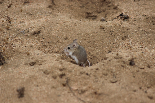 Dune Laucha (Eligmodontia dunaris) — Data Deficient Mammalia