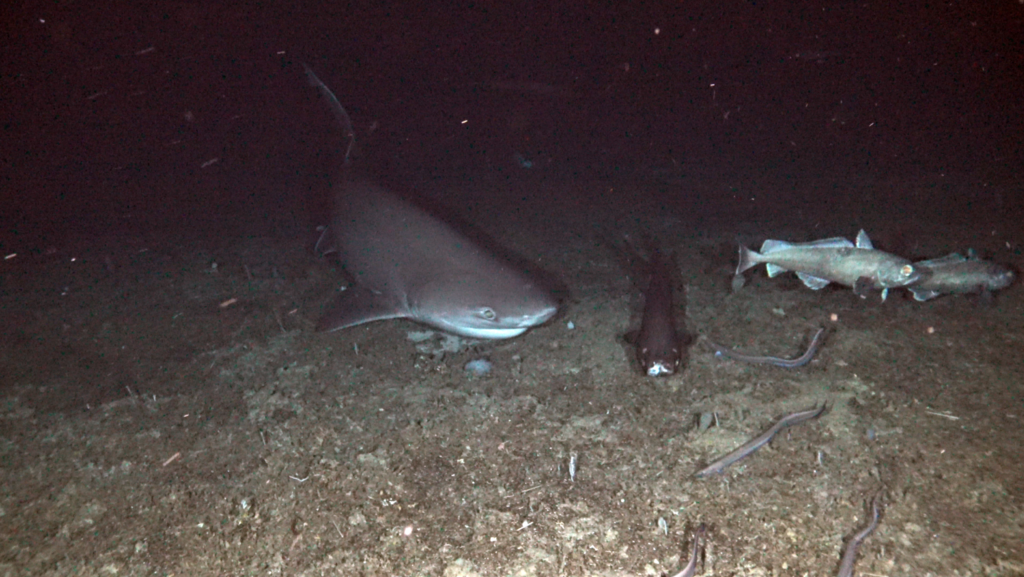 Sixgill Shark