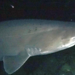 Tiburón Negro Espinoso - Photo (c) explorationtechnology_deepsea, todos los derechos reservados, subido por explorationtechnology_deepsea