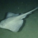 Pacific White Skate - Photo (c) explorationtechnology_deepsea, all rights reserved, uploaded by explorationtechnology_deepsea