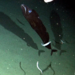 Black Scabbardfish - Photo (c) explorationtechnology_deepsea, all rights reserved, uploaded by explorationtechnology_deepsea